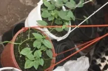 Догляд за тунбергією в домашніх умовах із знанням справи догляд