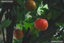 домашніх
