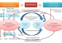 ускорете метаболизма
