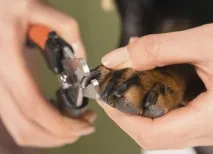 общо кучето