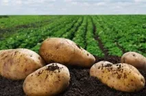 Види молі у квартиріфото, назви, опис та заходи боротьби молі