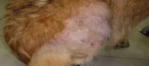 Випадає шерсть у собаки шерсть