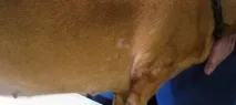 Випадає шерсть у собаки собаки