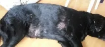 Випадає шерсть у собаки шерсть