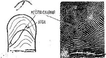 модели видове