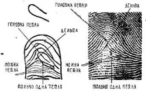 модели цикли