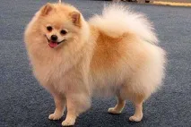 галкин алла