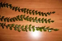 Къдрави цветя къдрави
