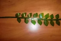 пластмаса Къдрави цветя