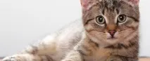 najas котешка