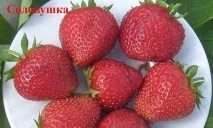 районовані
