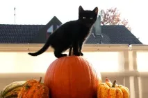 черните котки