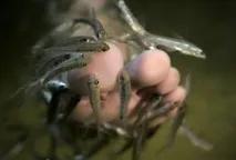 Зашиємо ми рану мурахою, а коліт ми вилікуємо глистом зашиємо