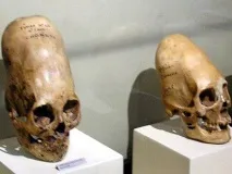 защо крие