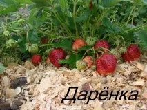 суниця