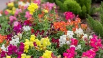 Snapdragon трябва засаждането разсад