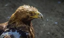 гробница включен