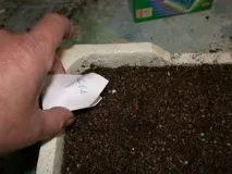засаждането разсад свет