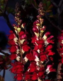 Snapdragon трябва засаждането разсад