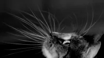 които които