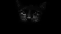 котешки глупави