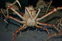 crabul
