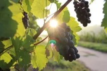 100% спосіб укорінення живців винограду за методом Н живців