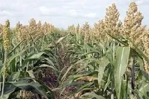 Аграріям у Криму порадять для вирощування посухостійких культур - Кримський сайт аграріям
