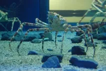 crabul