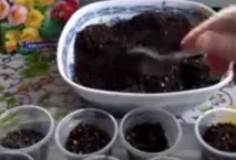 дома дома