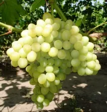 русия сорта