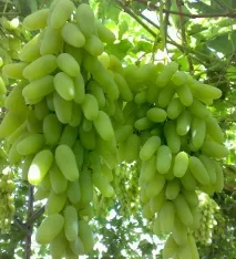 русия сорта