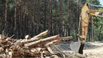 Олександр Карлін Кожне дерево для мене дерево