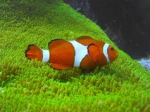 amphiprions снимки