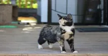 кішка