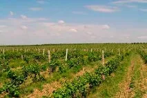 Азовське море, Виноградарство Тамані виноградарство