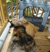 кошеня