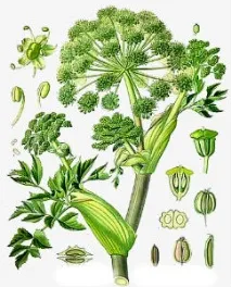angelica парфюмерия