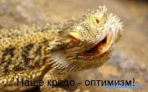 ящірка
