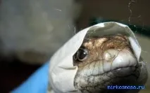сонниках