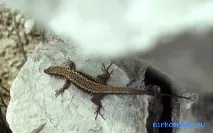 сонниках