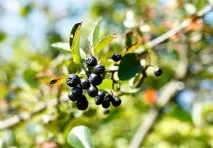 свойства Плодовете арония