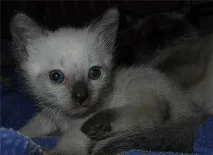 кучета котки шиен