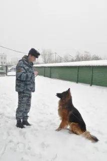 шест месеца куче