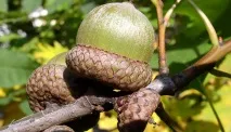 Що таке жолуд горіх чи це горіх