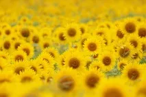 Декоруємо свій сад соняшниками соняшника