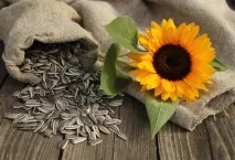 Декоруємо свій сад соняшниками соняшниками