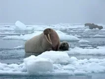 моря
