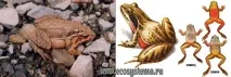 Далекосхідна жаба жаба