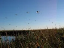 Домашній засіб від комарів та мошок, народні методи боротьби мошок